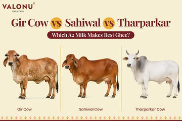 Gir Cow vs Sahiwal vs Tharparkar: Which A2 Milk Makes Best Ghee?