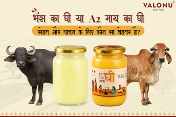भैंस का घी या A2 गाय का घी: सेहत और पाचन के लिए कौन सा बेहतर है?